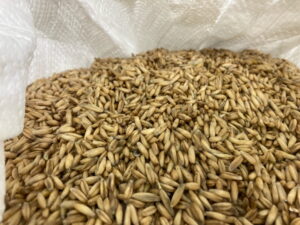 owies bezłuskowy 1 kg