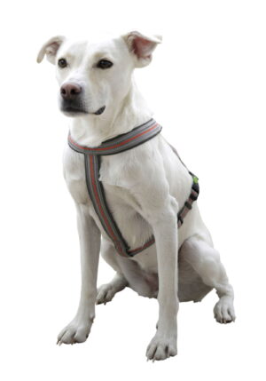 SZELKI DLA PSA XENOS 30-40cm x 15mm SZARE/ODBLASK