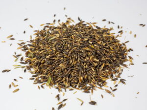 OWIES CZARNY KG dla kur i drobiu oraz komponowania własnych pasz