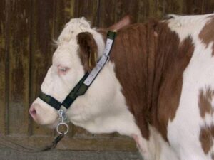 Kantar dla bydła z łańcuchem Profi, zielony, z okuciami, Kerbl