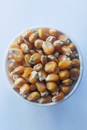 KUKURYDZA dla kur niosek, drobiu, komponowania własnych pasz