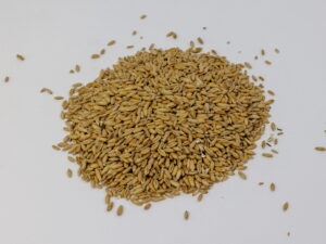 PSZENŻYTO dla kur i drobiu oraz komponowania własnych pasz